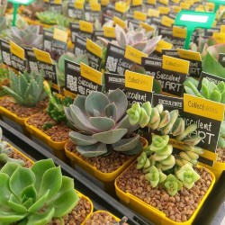 Succulent Collectables