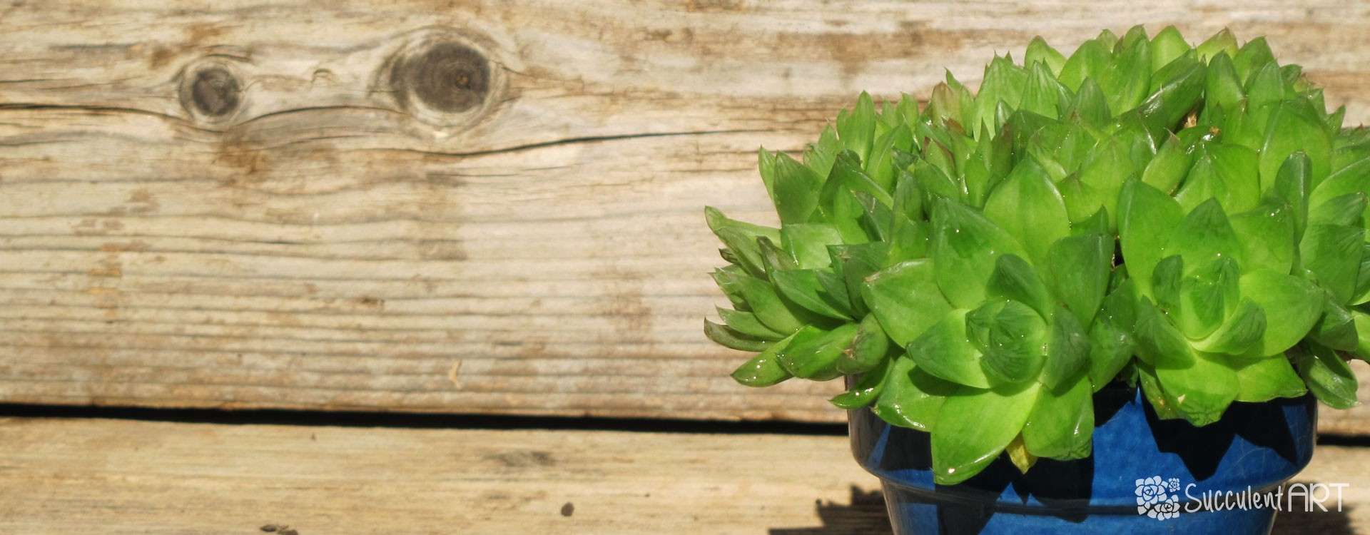 How to Plant Succulents into Pots & Containers