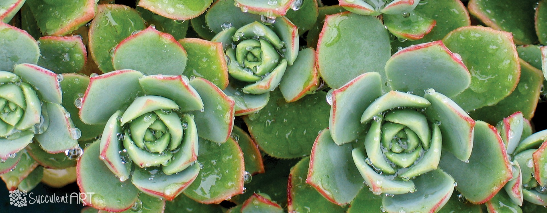 How to Prepare your Succulents for Winter
