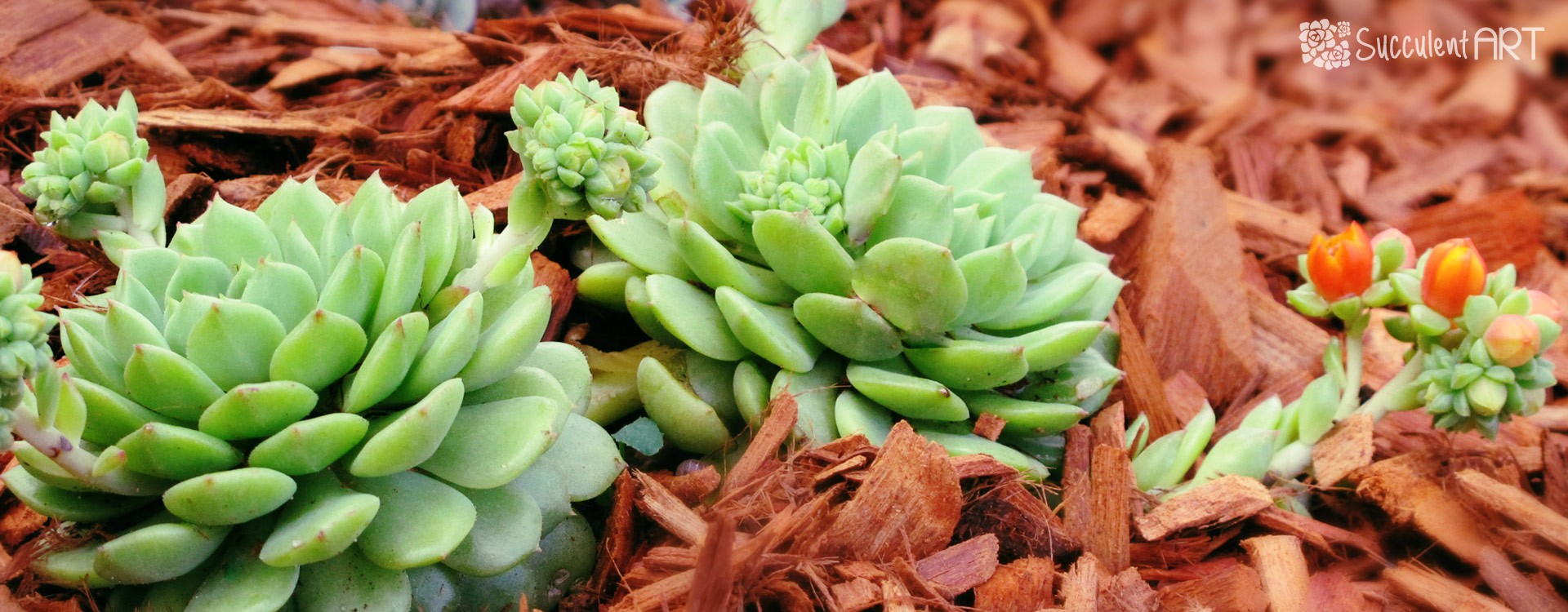 Why you should Mulch your Succulents