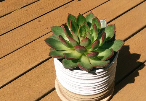 How to Revamp your Potted Succulents this Spring