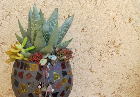 Potting Succulents into Containers without Drainage