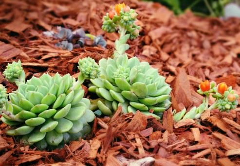 Why you should Mulch your Succulents